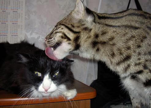 黑白直播在线观看-绿茵场上的冰与火之歌，佛罗伦萨爆冷奥地利，萨卡西决生死战接管比赛