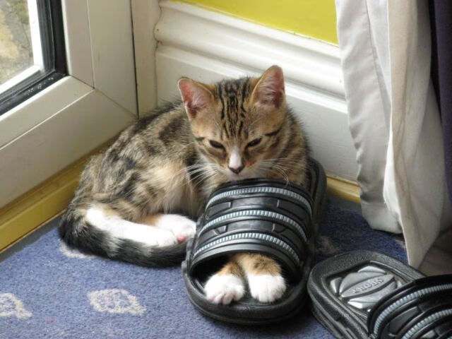 黑白直播nba在线观看-降维打击！当布克的节奏美学撕碎76人防线