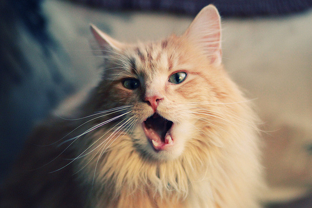 黑白直播免费体育直播-小人物的大心脏，无名米切尔关键一击，活塞爆冷斩落西部豪强森林狼