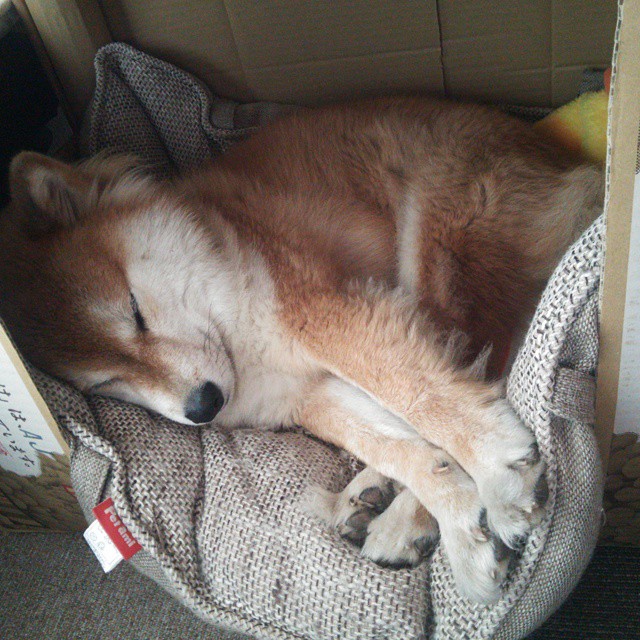 双线焦点，F1新赛季揭幕战激战巴林，里昂足球友谊赛轻取伊拉克国家队