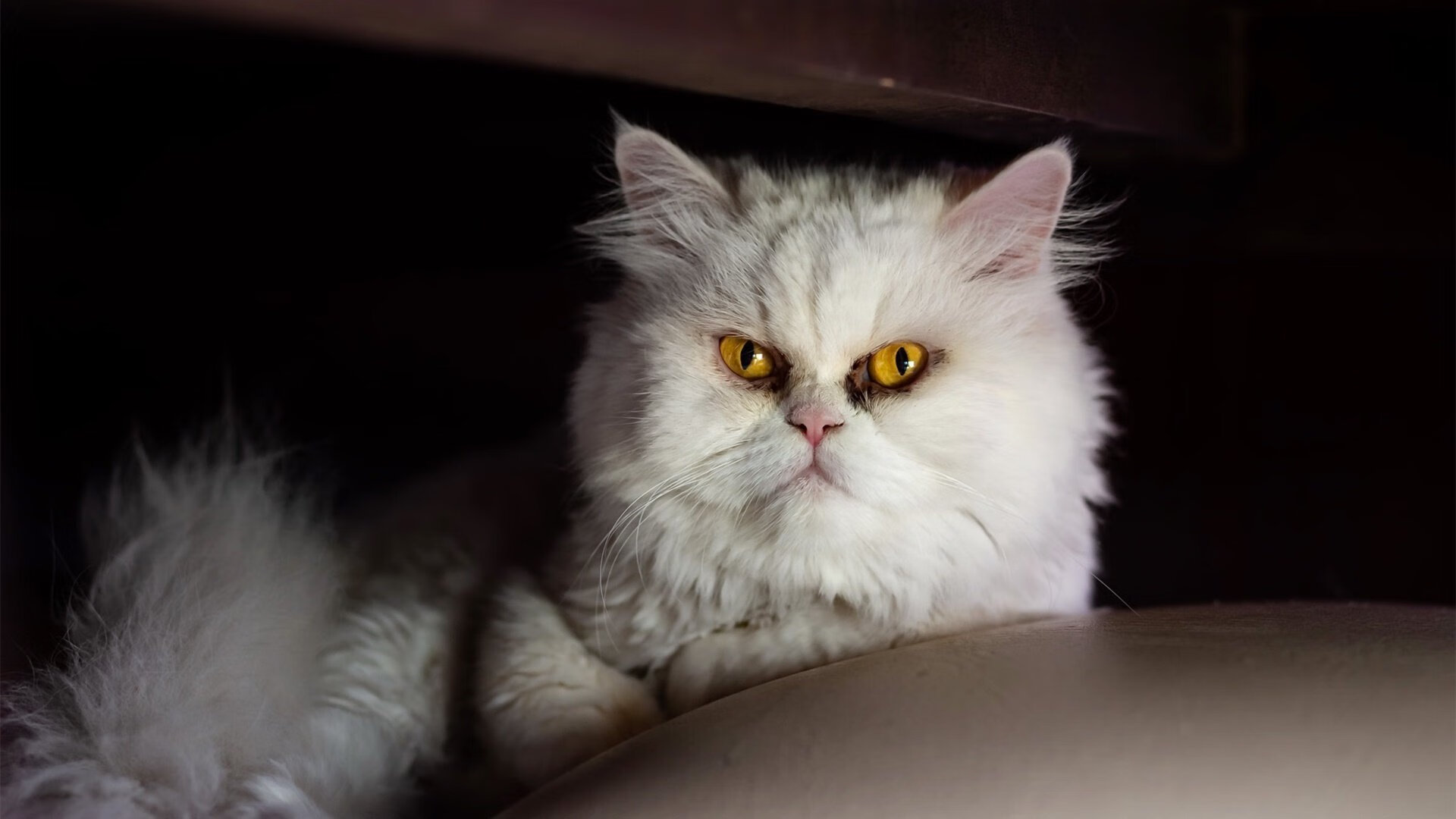 黑白直播nba在线观看-巨星之光与草根之魂，舞台与绝境下的篮球史诗