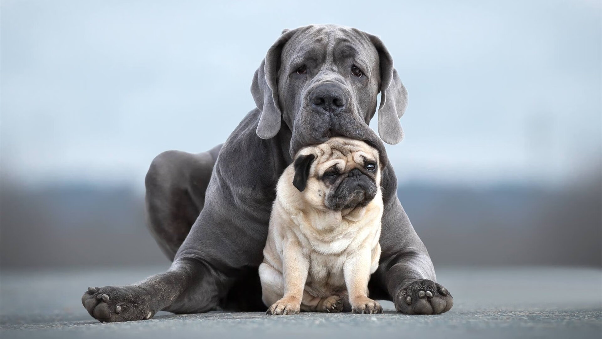 黑白直播nba在线观看-切特连续得分拉开差距，上海队攻防一体正面击溃开拓者
