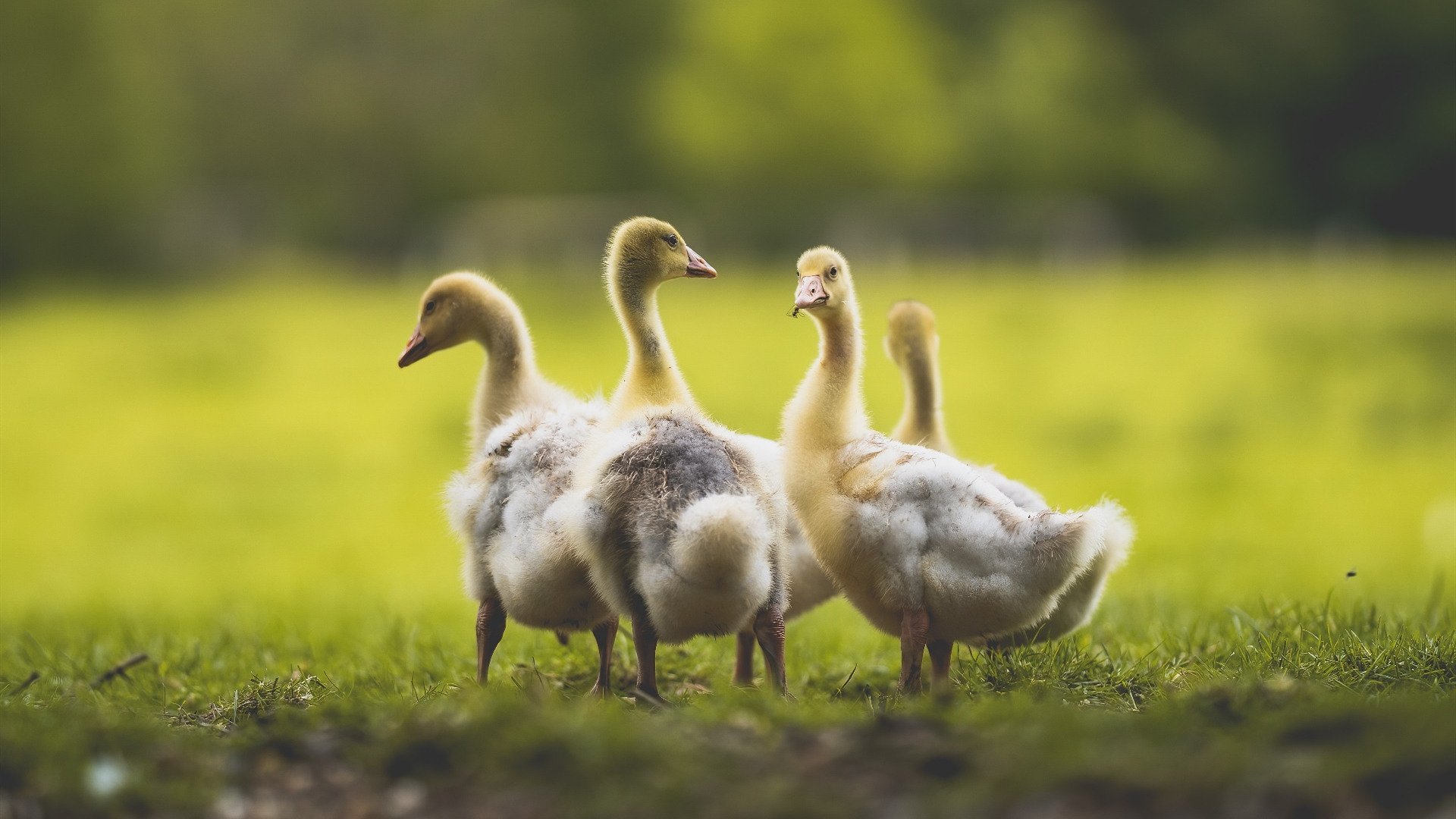 黑白直播网-伊萨克爆发！阿尔及利亚旋风一波带走亚特兰大的欧战之梦