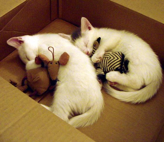 北非之狐猎杀南美鹰,当阿尔及利亚的凯恩亮出獠牙