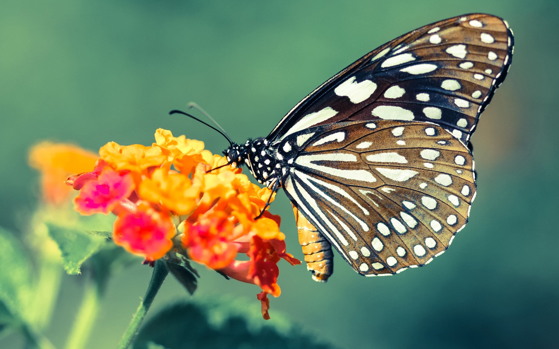 太阳队轻取新疆队,塔图姆预演2026世界杯统治时刻