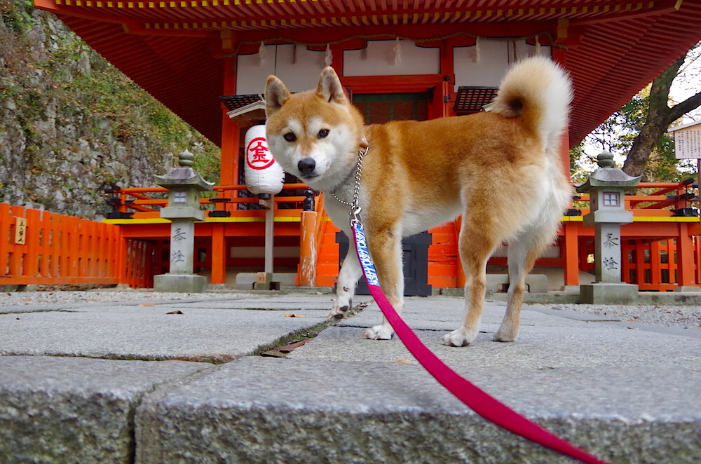 黑白直播nba-铁闸与利刃，斯通斯一夫当关，法国狂胜日耳曼战车