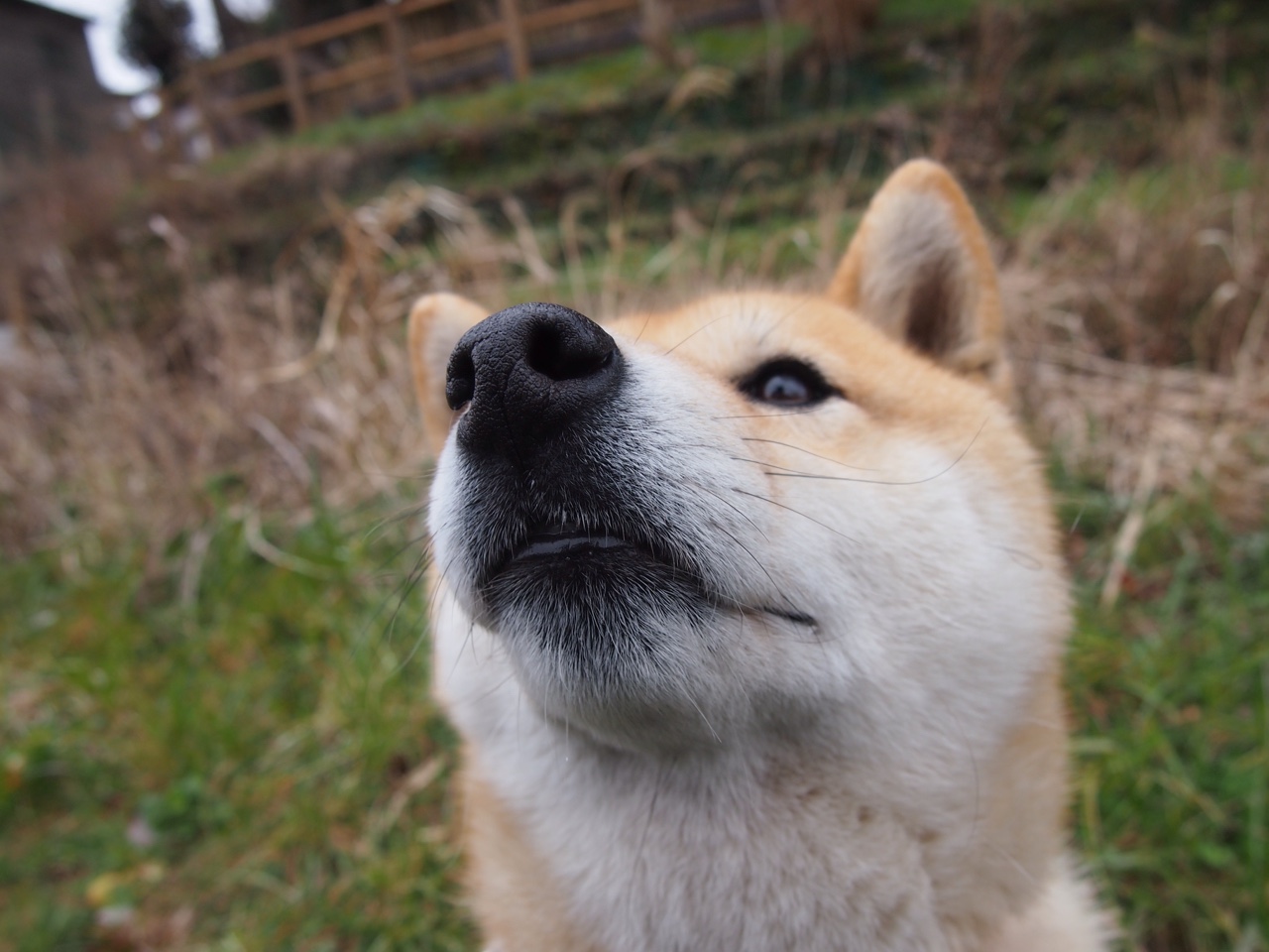 黑白直播-欧冠之夜，奥利维耶，暗夜里的孤星与救赎