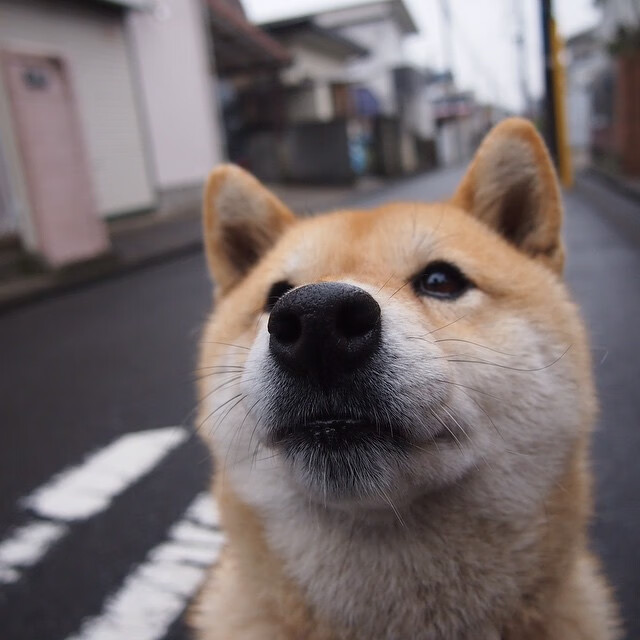 双线争锋，德甲争冠焦点战与勇士巅峰对决胜国王