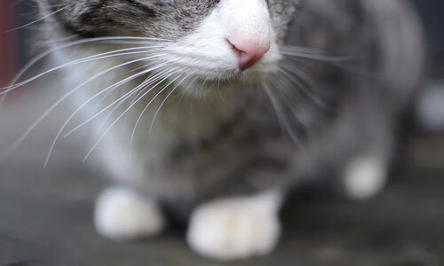 黑白直播-关键战中的强者，哈登的冷血与新疆队的突围