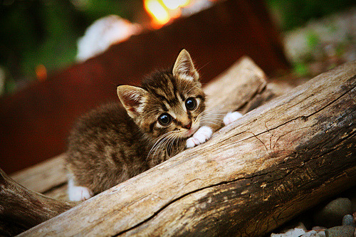 黑白直播nba-元宇宙巅峰对决,吉林队战术智慧与东契奇攻防统治力重塑篮球认知