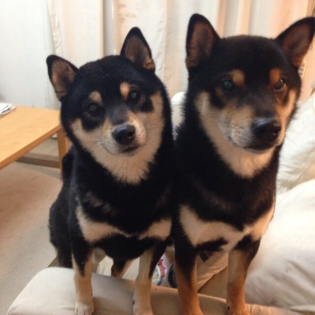 黑白直播nba-奥运周期关键战之夜，福克斯于冰火淬炼中完成终极里程碑