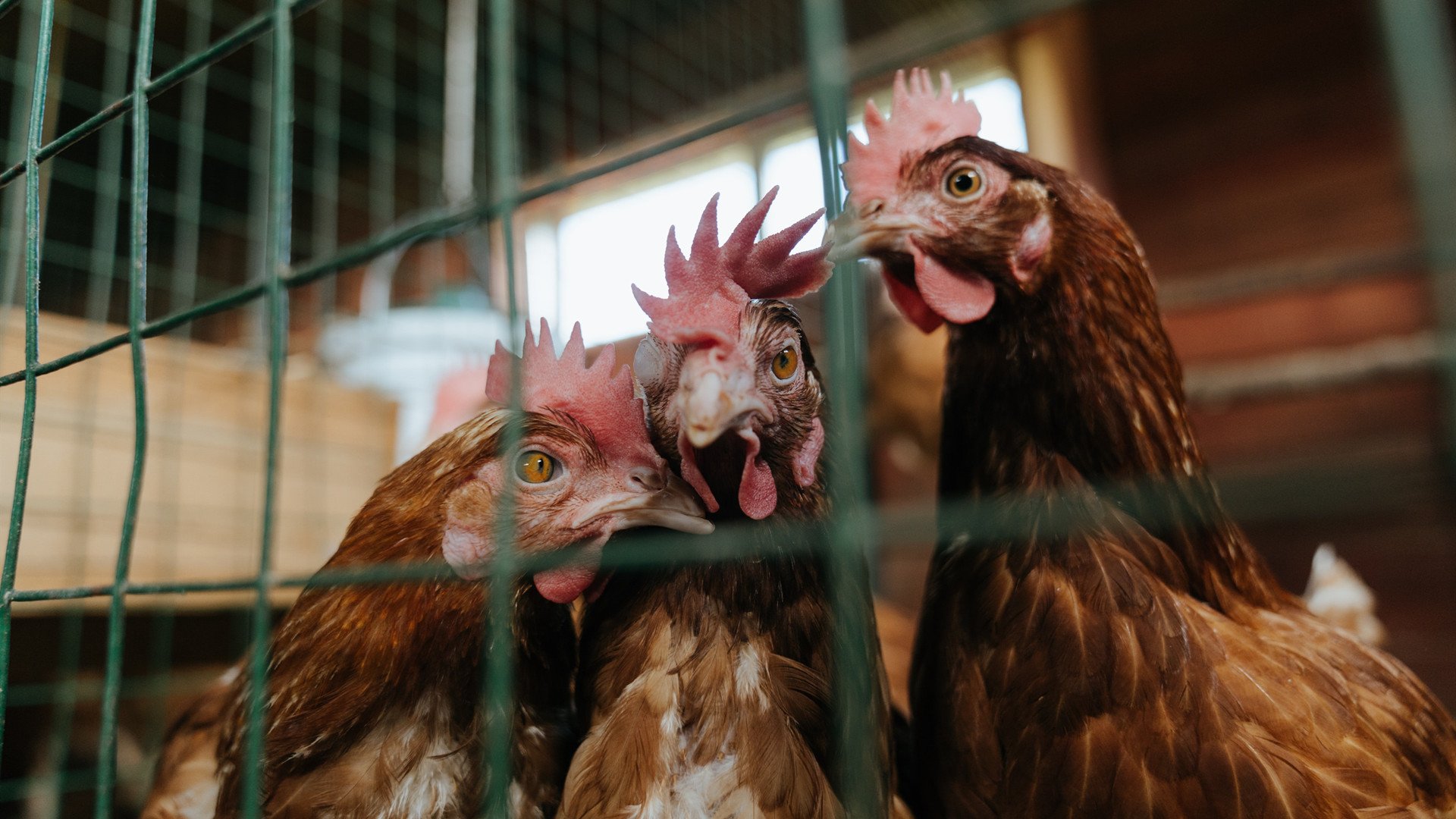 双城记，当塔图姆的铁血映照哈登的黎明—两种胜利，一种篮球史诗