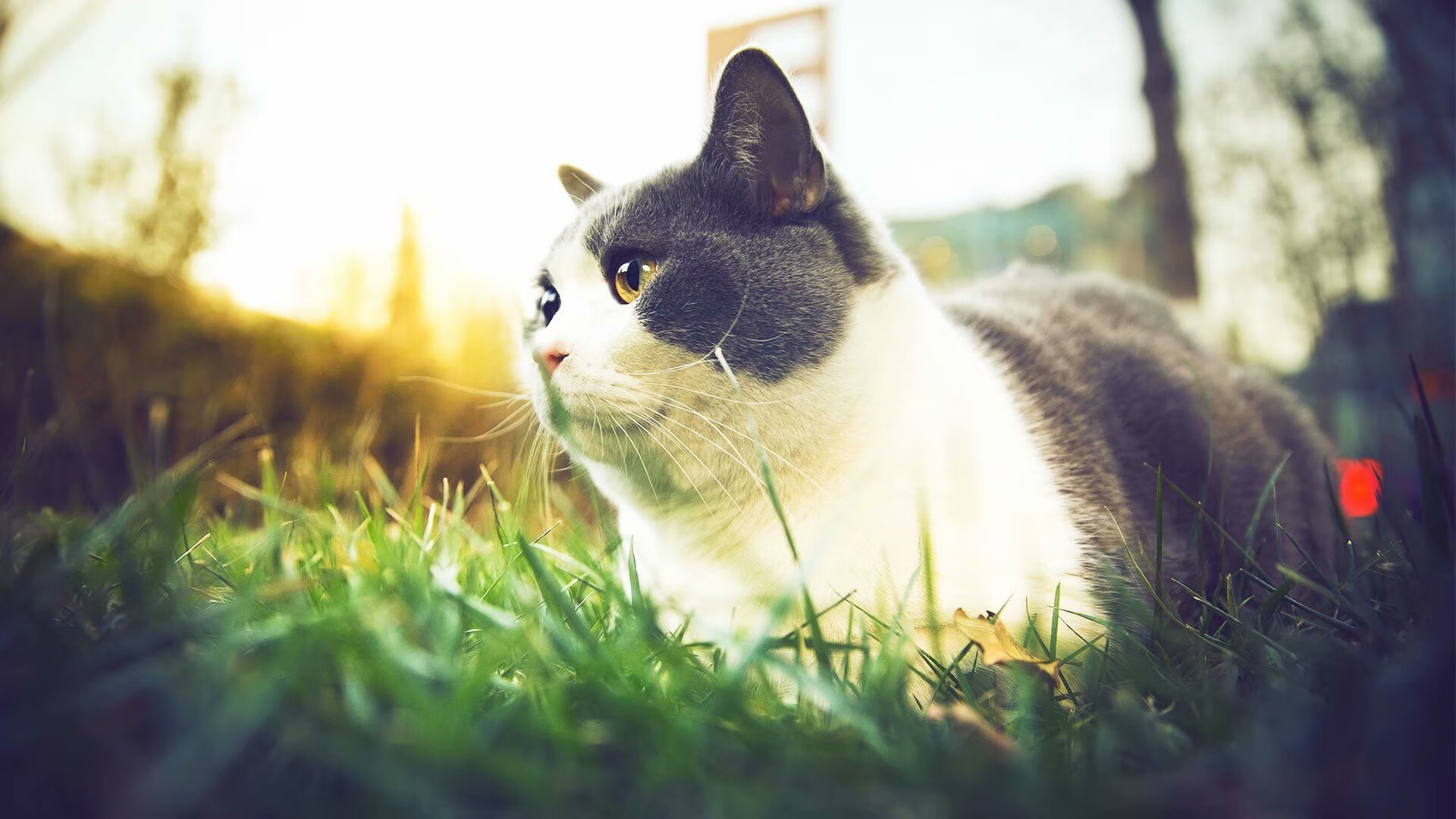 范弗利特最后一舞，曼城王座下的枪手悲歌