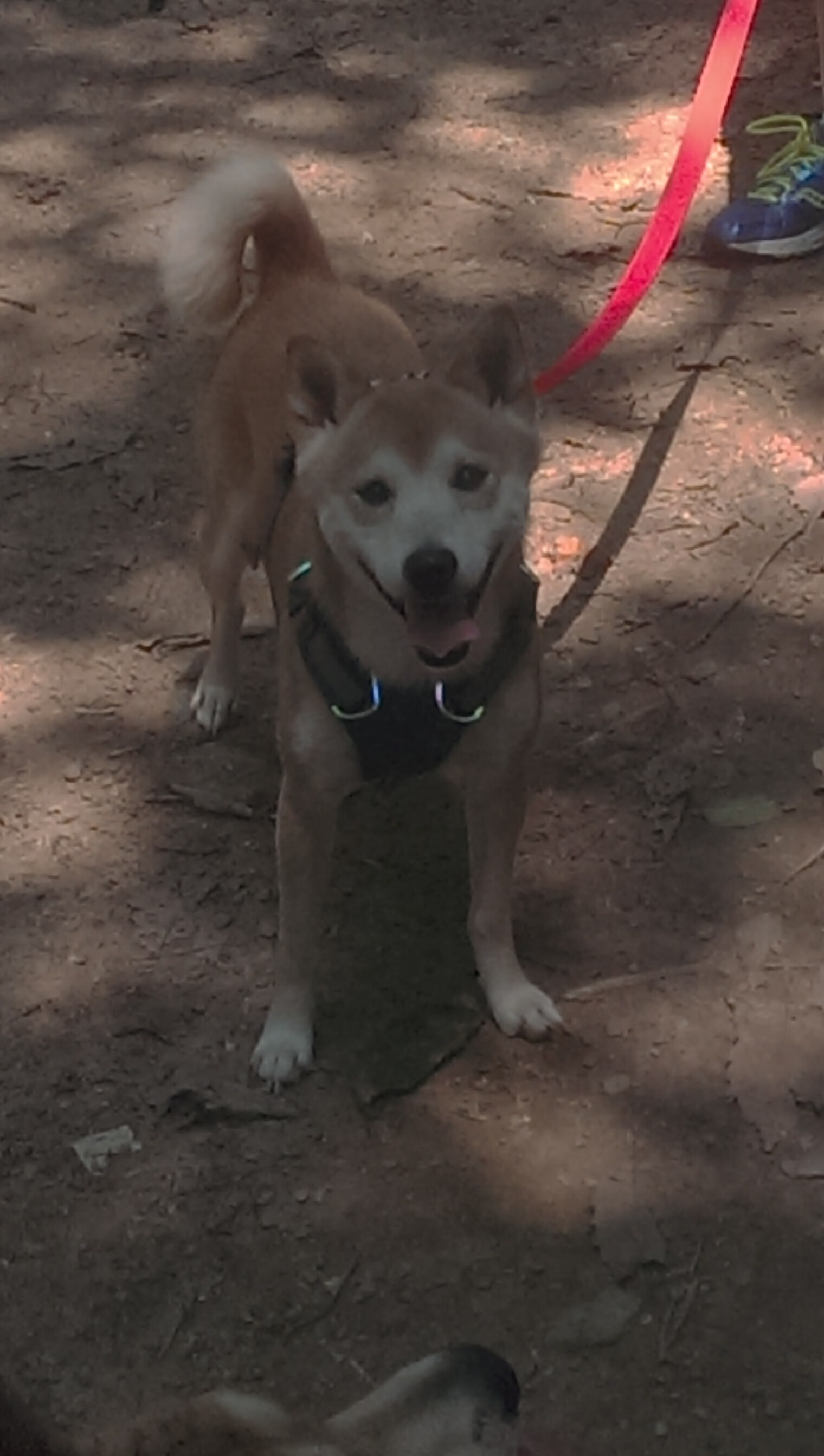 围城新王，迈阿密街道赛如何碾压南方荣耀的赛道图腾？